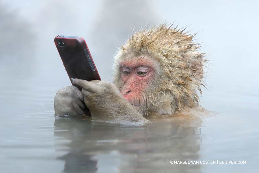 Обезьянка  с телефоном принимает ванну зимой (Marsel van Oosten)