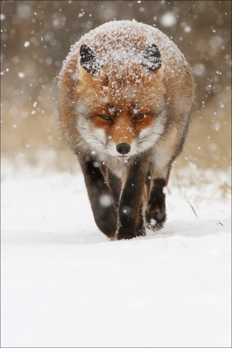 Лиса бежит по снежку