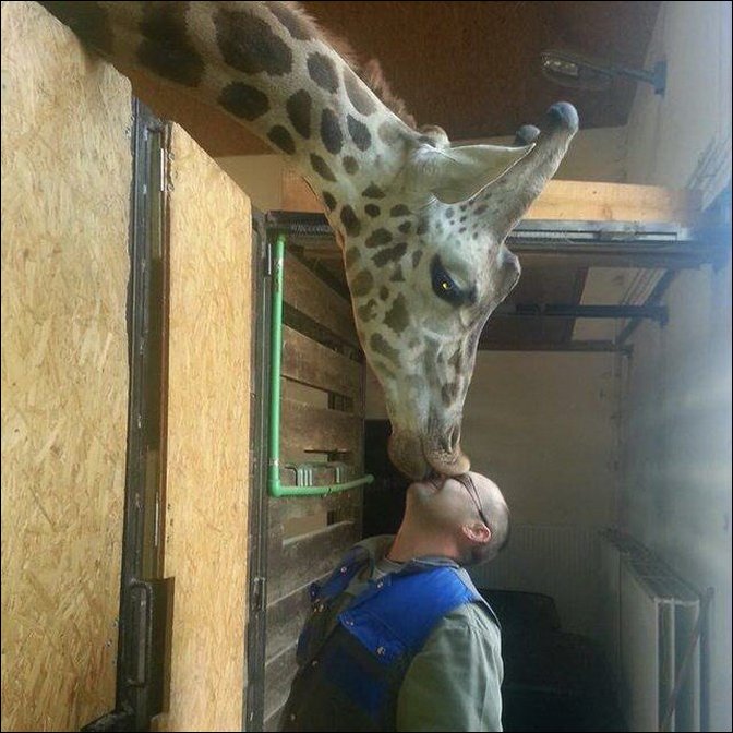 Жираф поцеловал