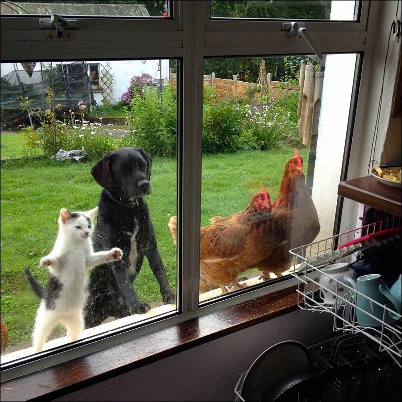 Котёнок, щенок, куры смотрят в окно кухни