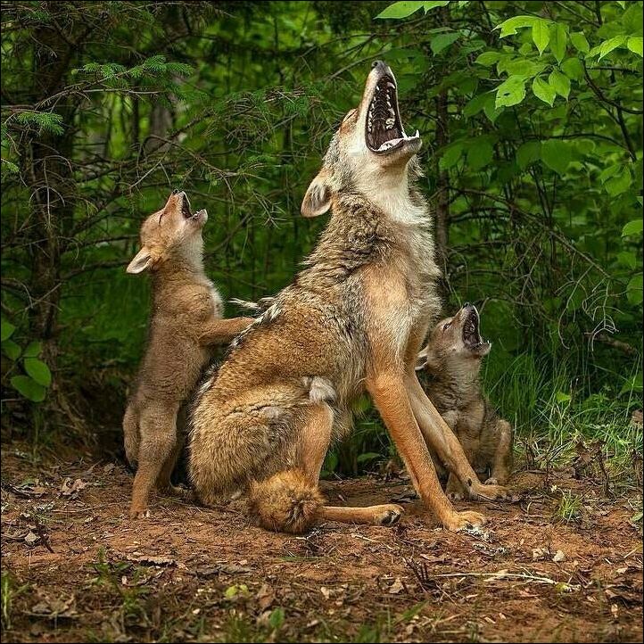 Волки семейство