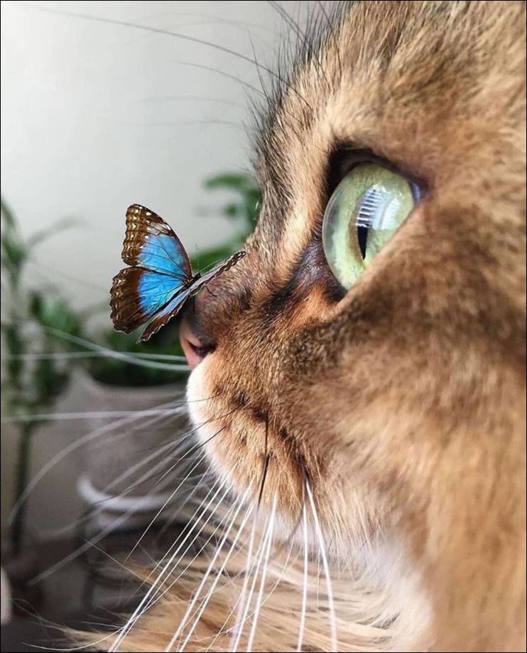Кошечка и бабочка на носу