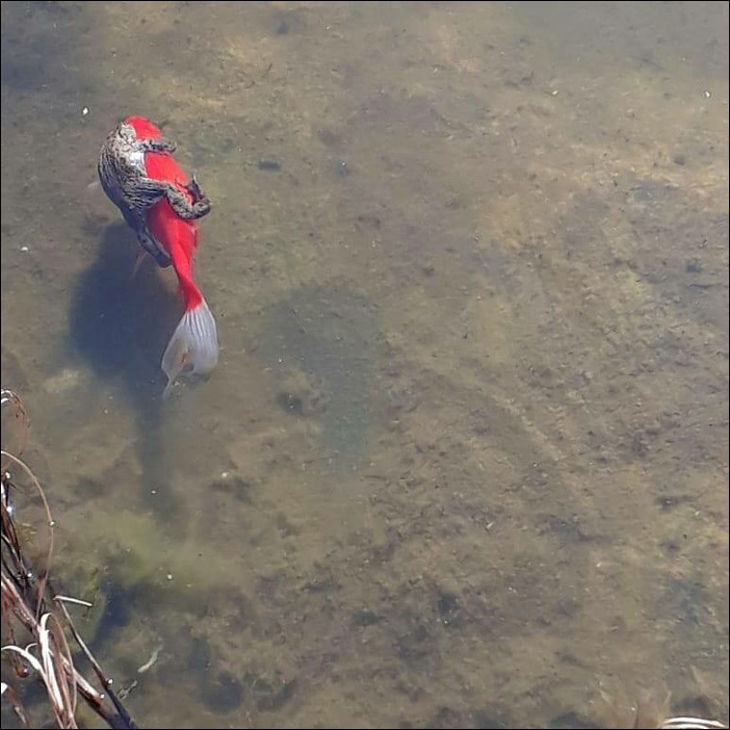 Лягушка катается на красной рыбке