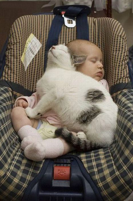 Детка и кошка спят