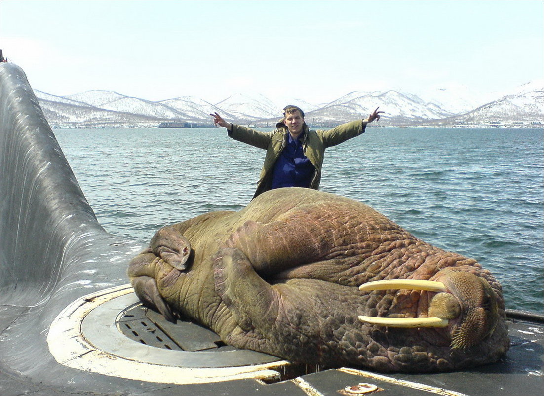 Морж пригрелся на подлодке