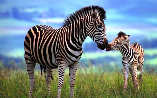 Зебры мама и малыш