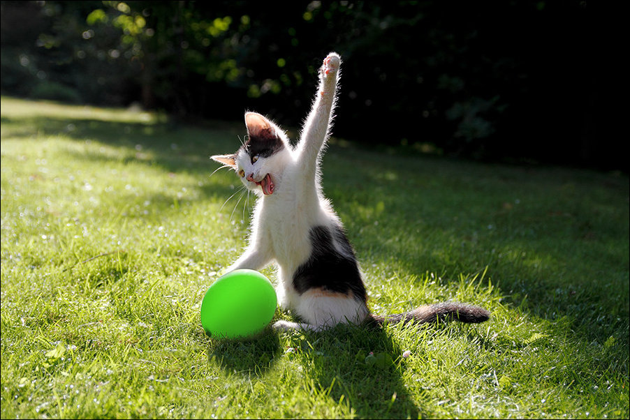 Котик лопает шарик :)