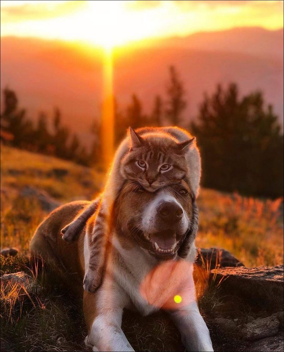 Кошка на голове у собаки