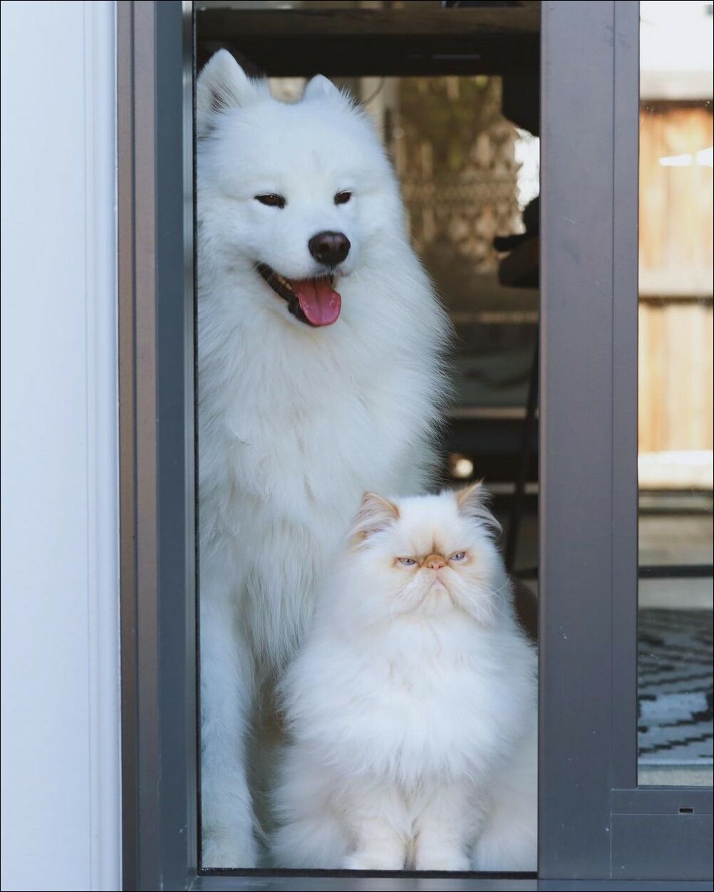 Белые пёс и кот