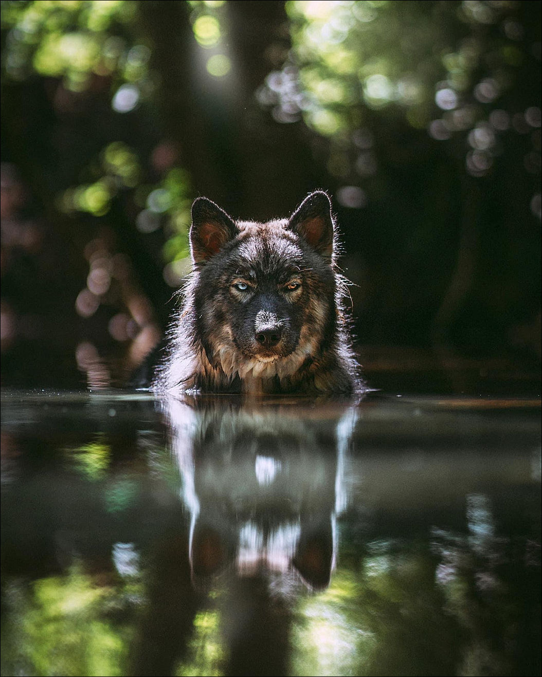 Собакен в воде зорко смотрит