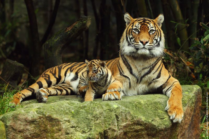 Тигрица с тигрёнком