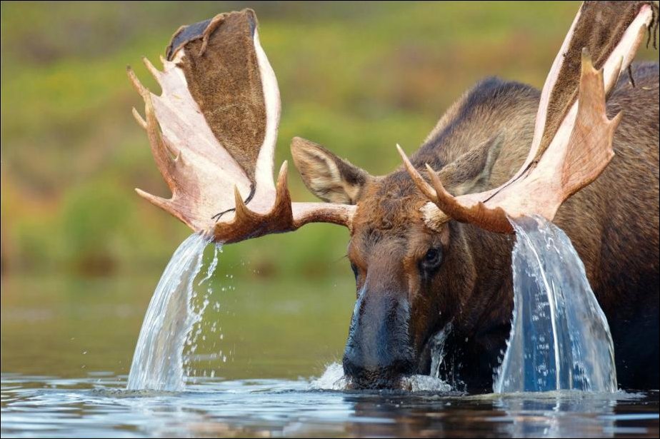 Лось в воде