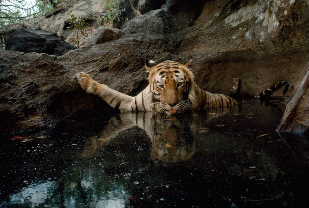 Тигра в воде