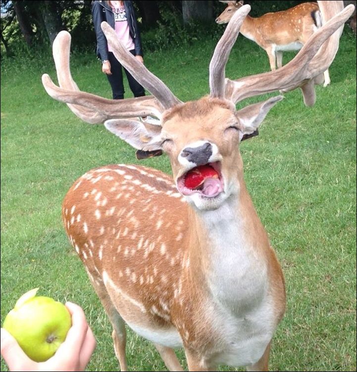 Олень радостно жует яблоко 