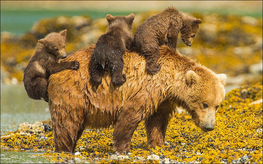 Три медвежонка на маме