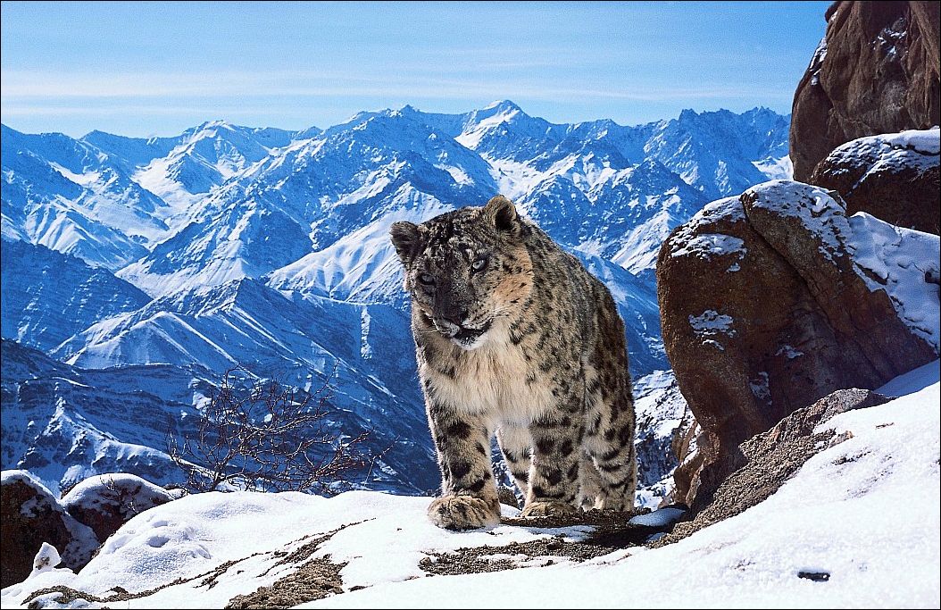 Большая кошка в горах. снежный барс