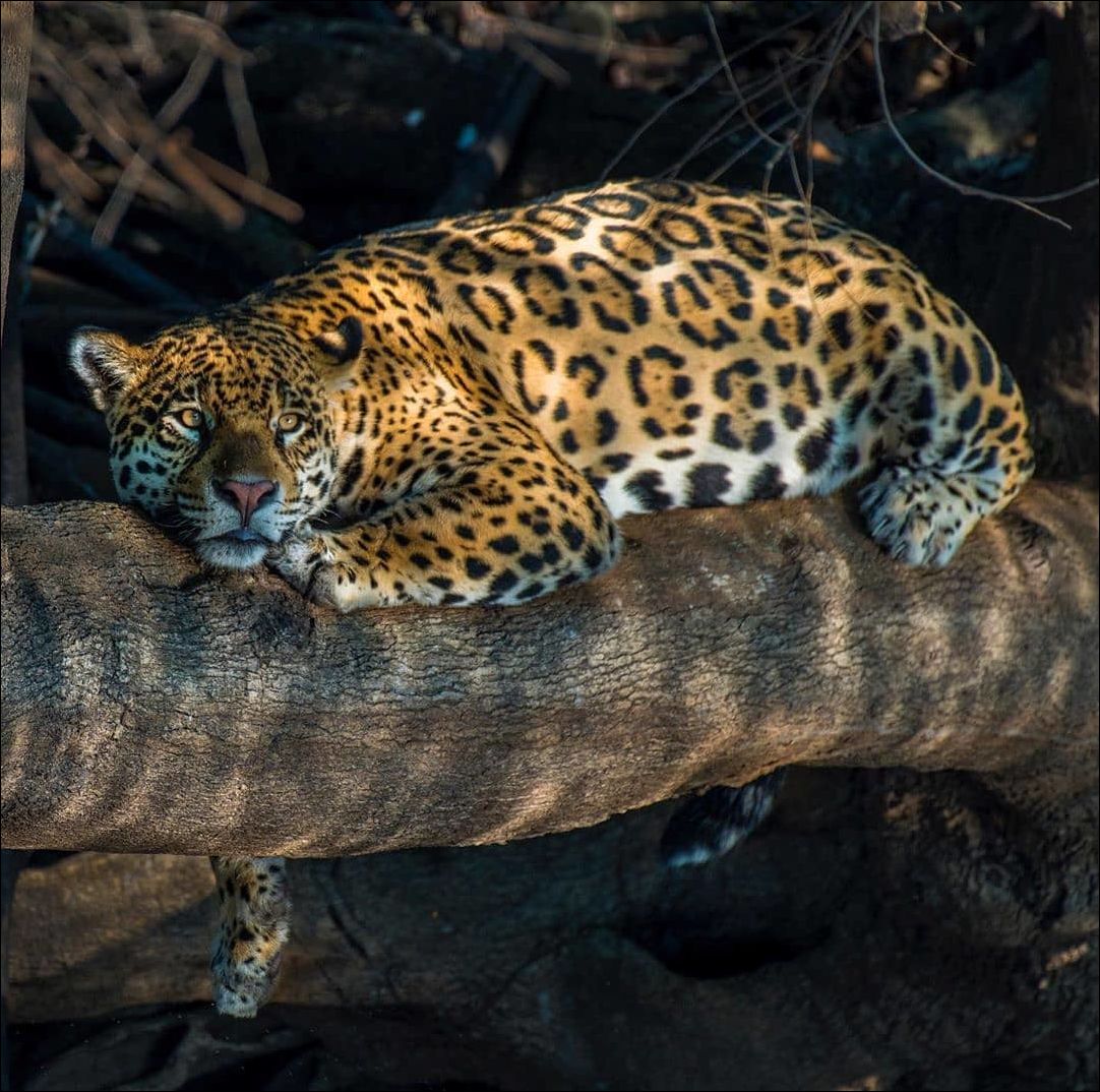 Леопард на дереве отдыхает