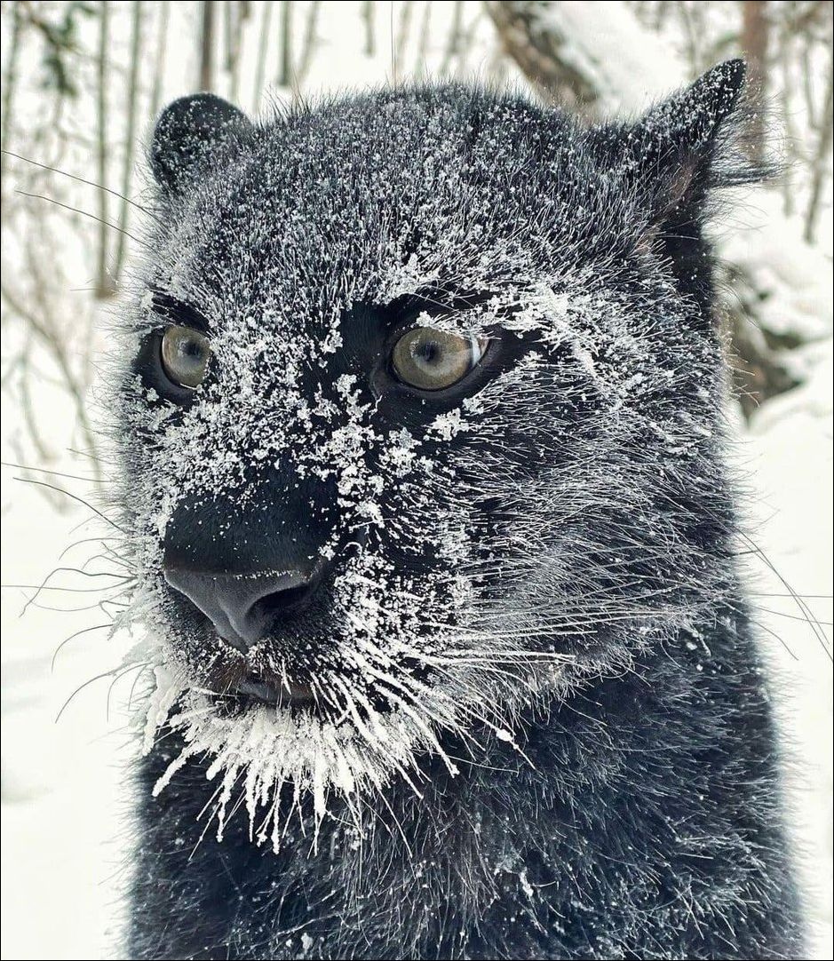 Пантера морда в снегу