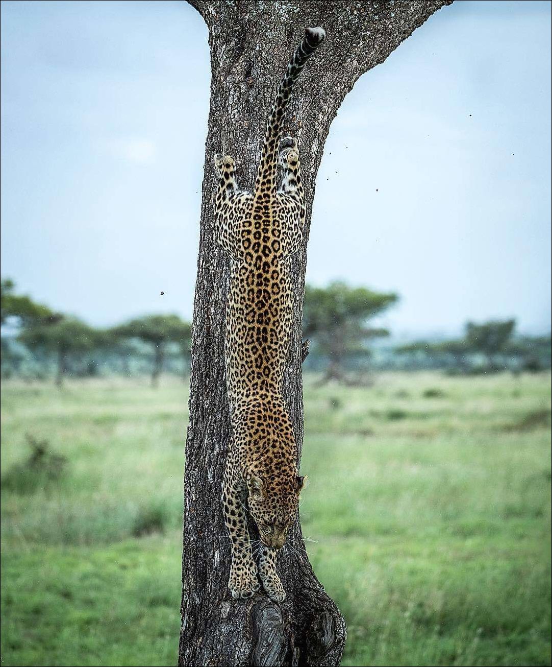 Леопард на фоне дерева