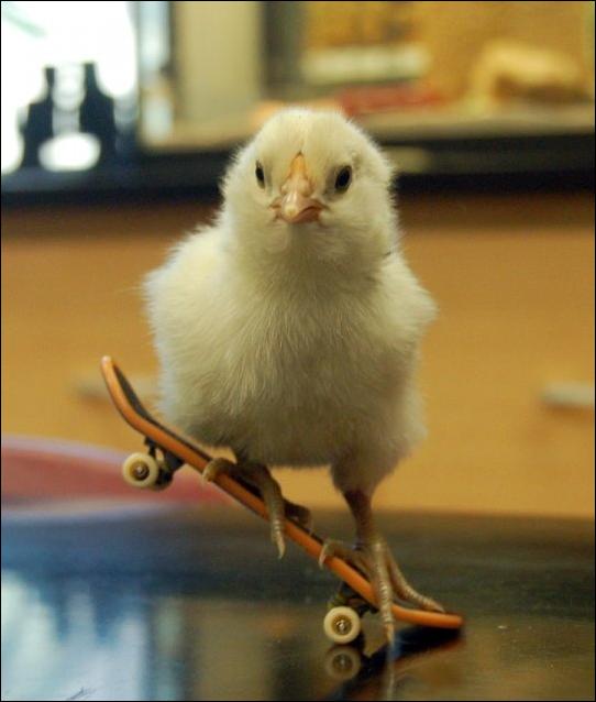 Цыплёнок скейтбордист