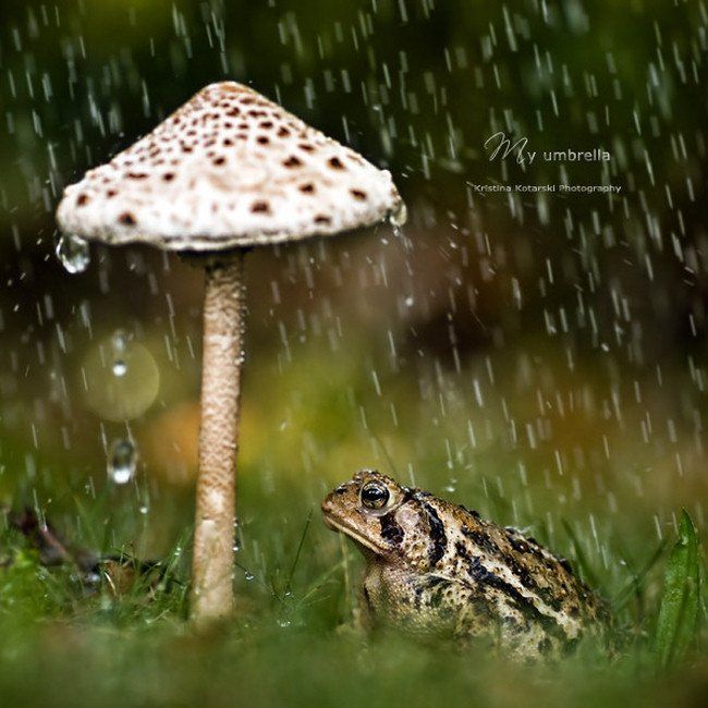 В дождливую погодку под зонтиком