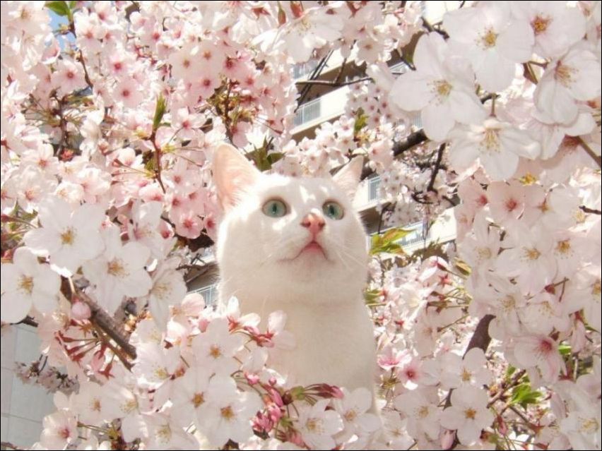 Весна. кот в цветах