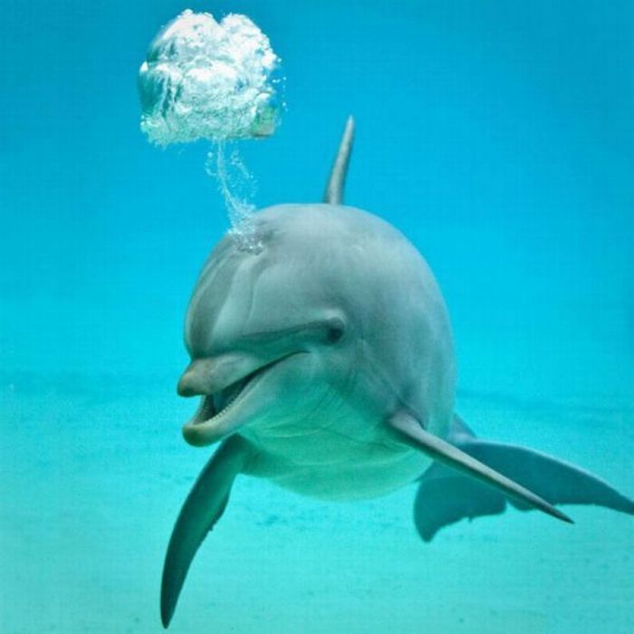Дельфинчик выдыхает