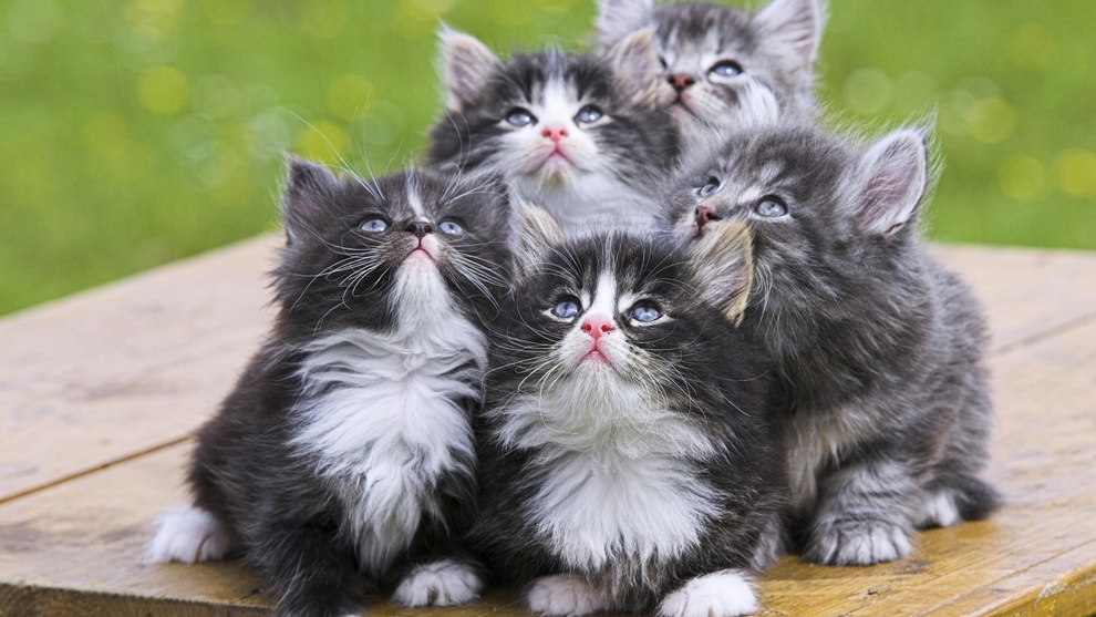 Четыре котёнка сереньких