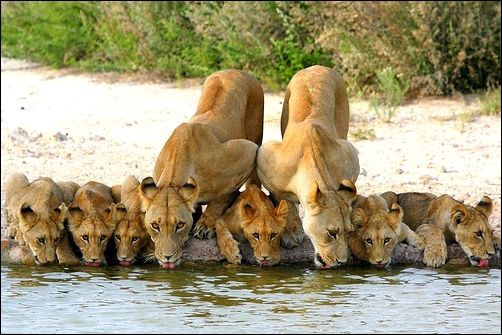 Львиная семейка на водопое