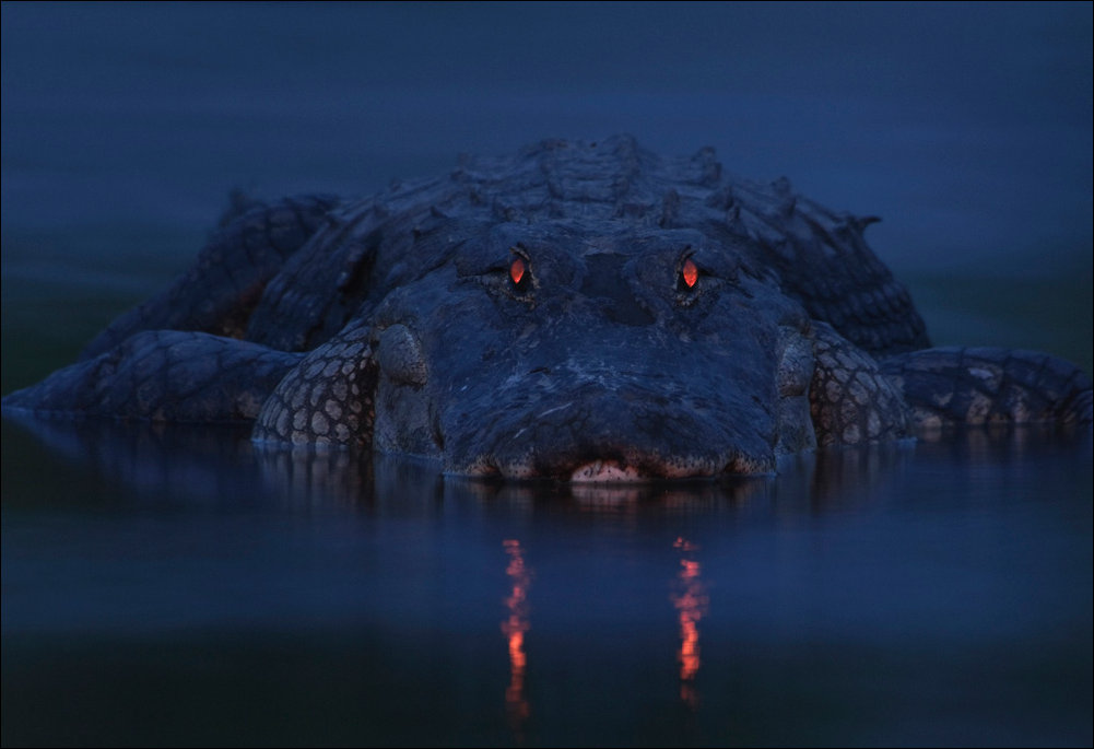 Крокодильчик в ночи
