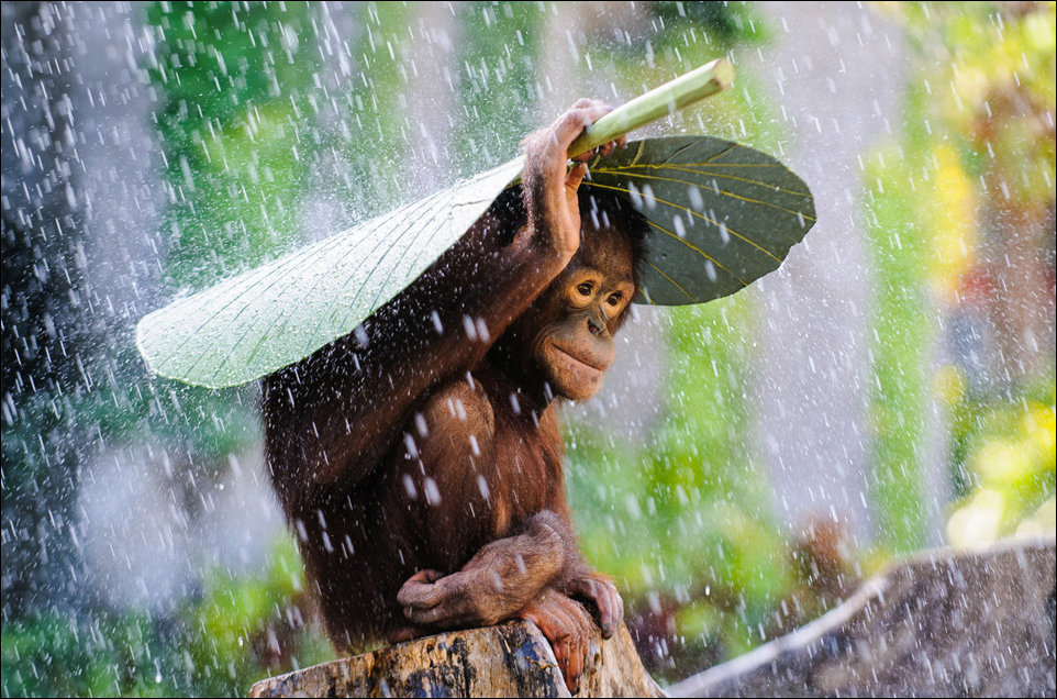 Обезьянка под дождём укрывается листком