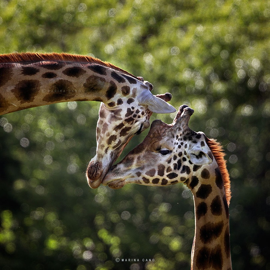 Жирафики от Marina Cano