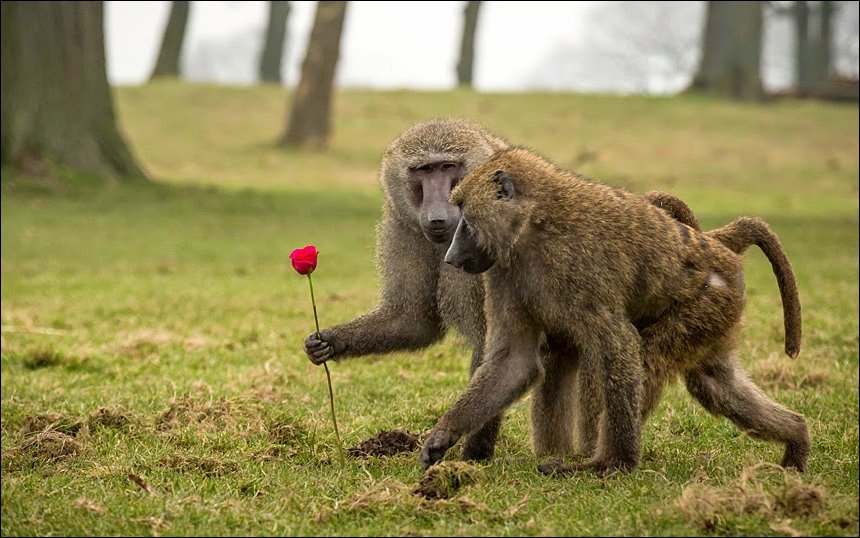 Обезьян дарит цветок обезьянке