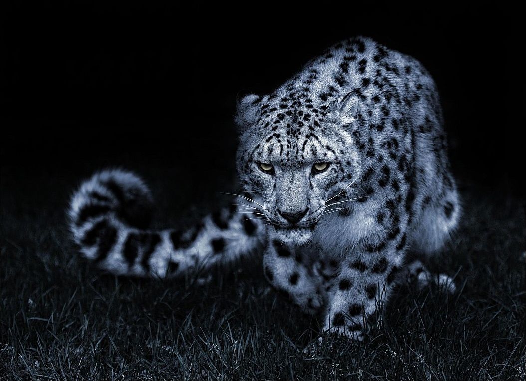 Красивое чёрнобелое фото леопарда