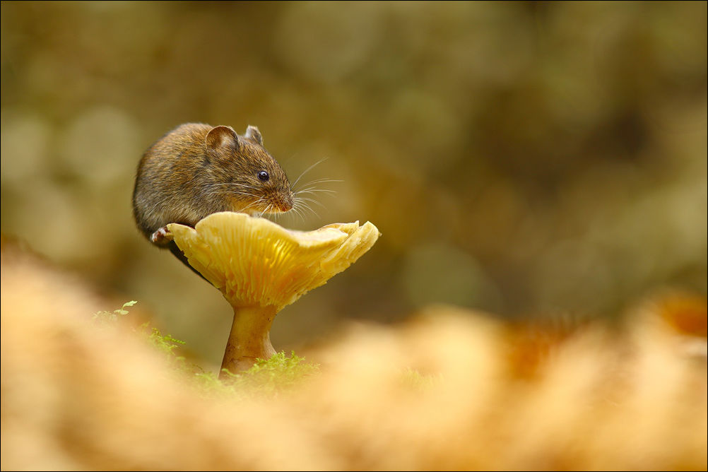 Мышка на грибочке