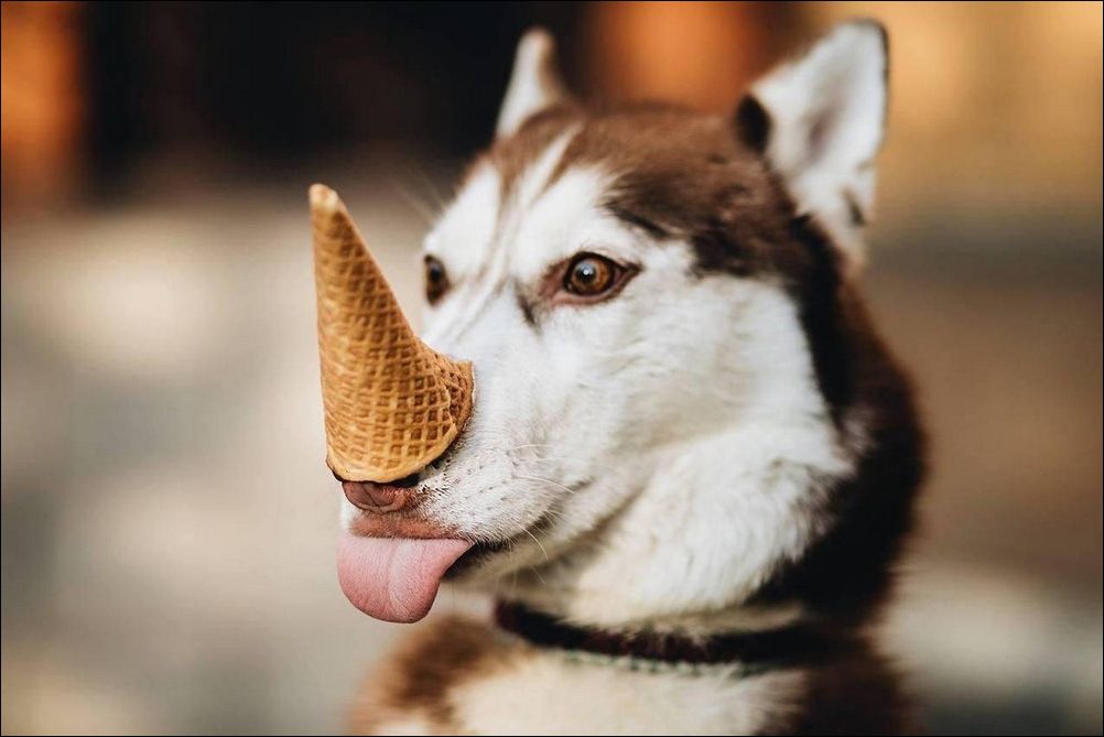 Дог-единорог (собака с мороженном):)