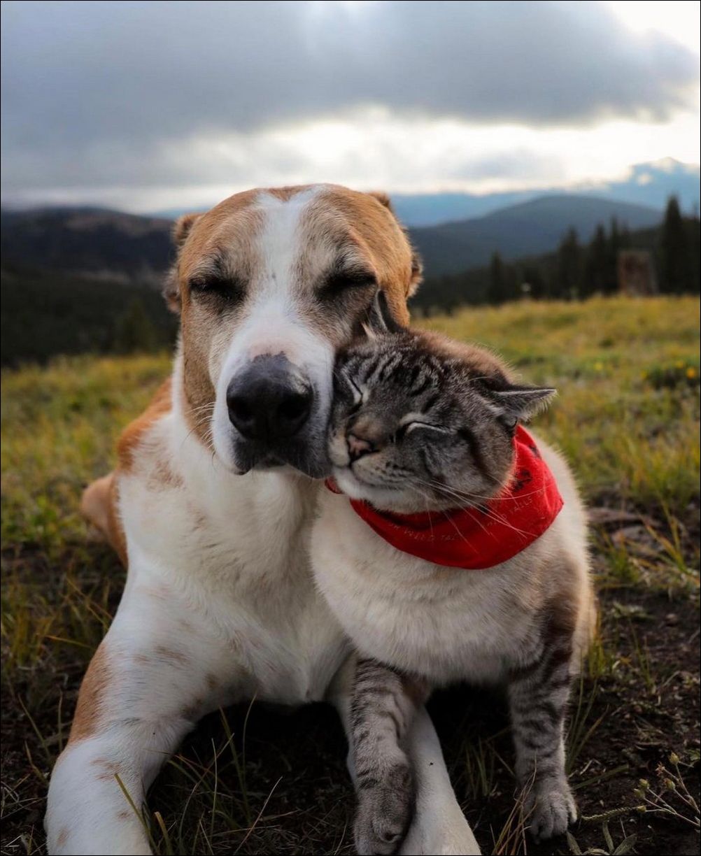 Друзья: Собака и Кот