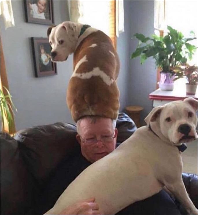 Пёс сел на голову хозяину. Значит ему позволяют.