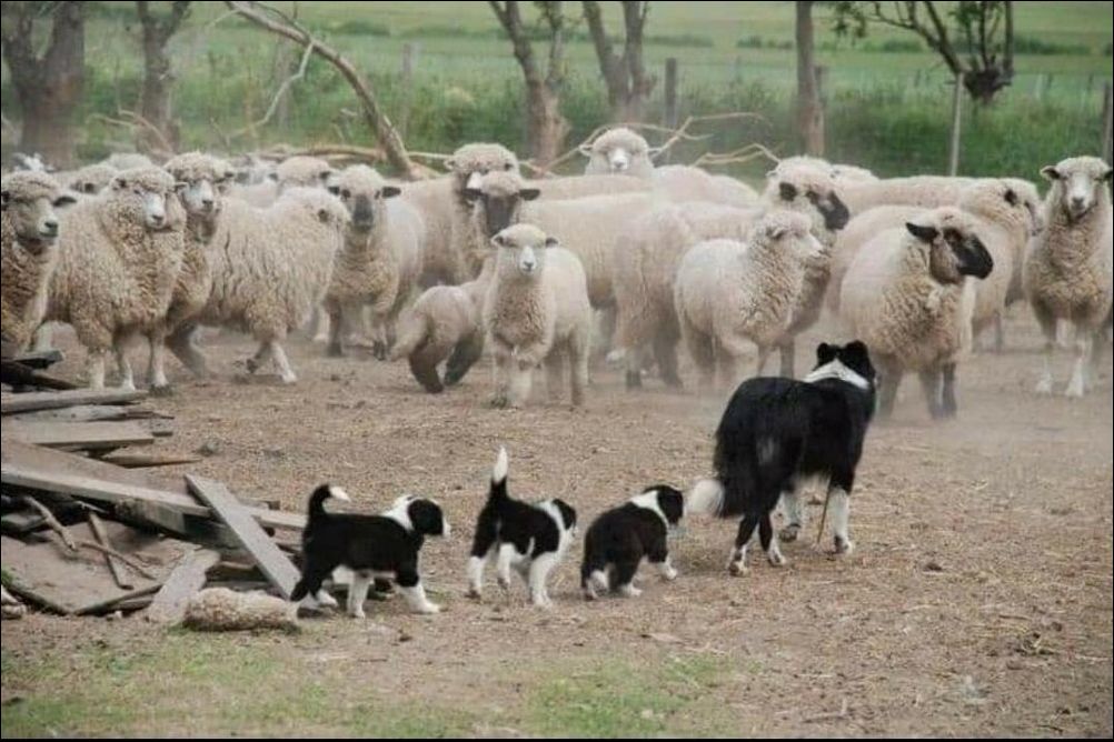 Мама Собака со щенками. Будущие загонщики стада.