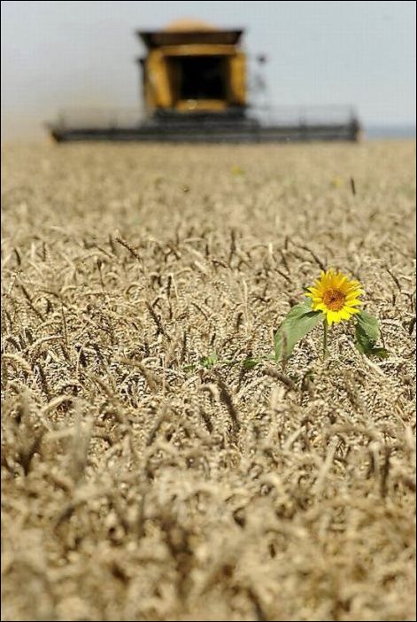 Одинокий подсолнух среди пшеницы в поле