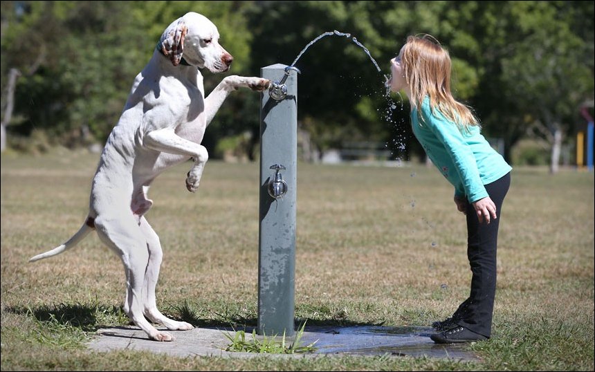 Собака, ребёнок и фонтанчик