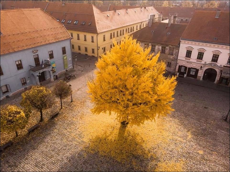 Жёлтое дерево в центре площади