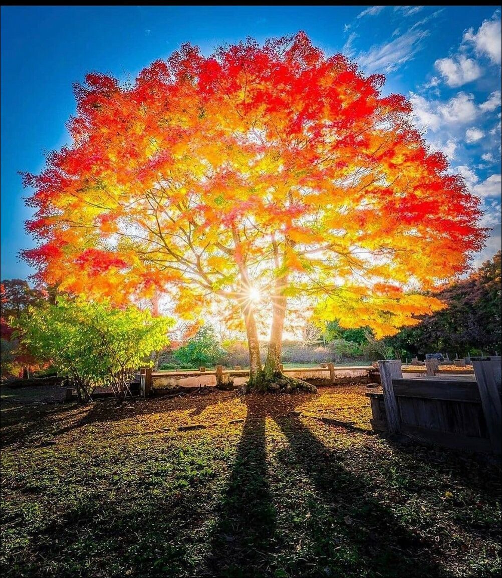 Дерево осеннее красочное
