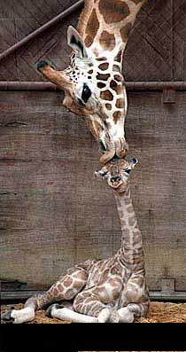 Поцелуй мамы жирафика