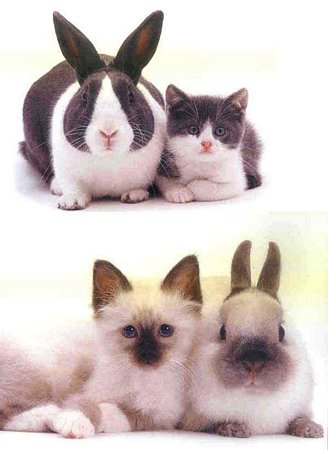 Кролики и котята