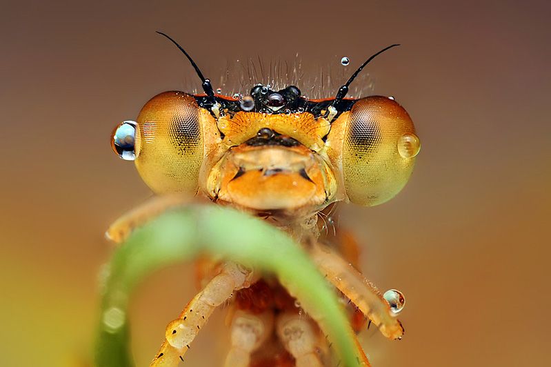 Хорошее фото насекомого