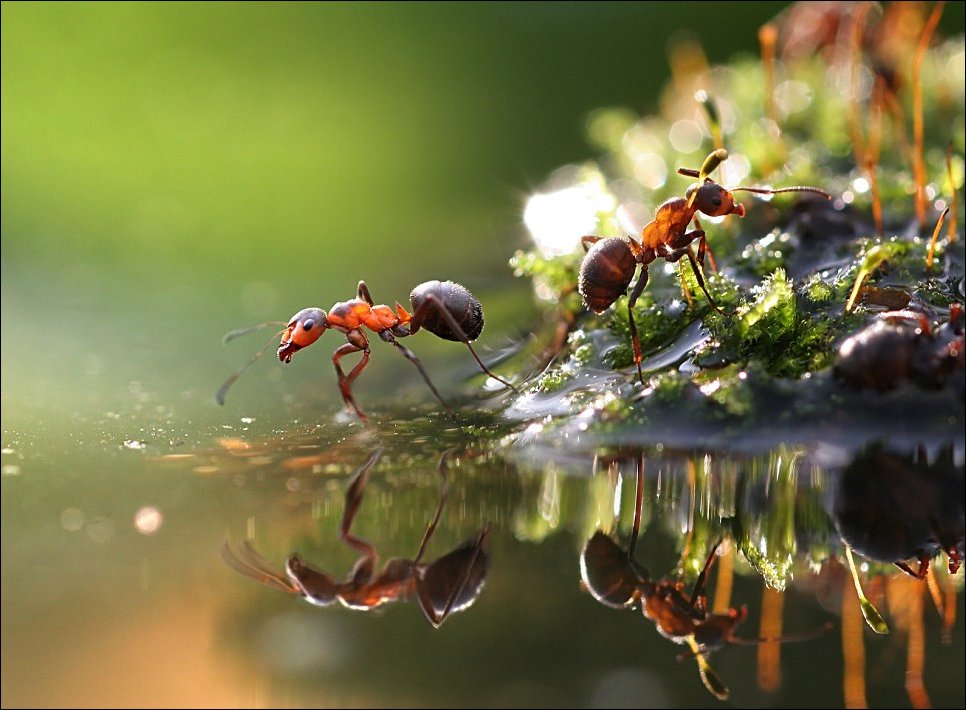 Муравейчики у воды