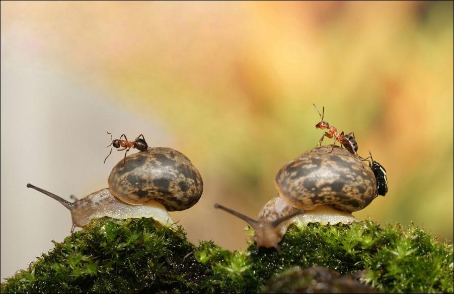 Улитка муравей. Улитка это насекомое. Улитка и муравей. Муравей защищается. Улитки атакуют.