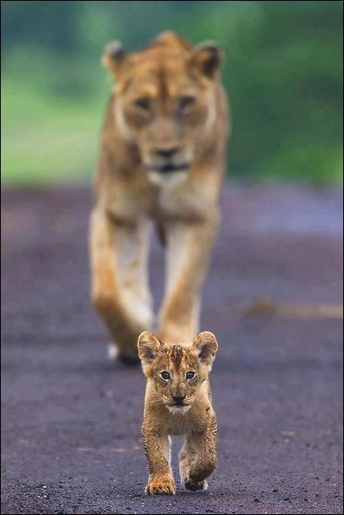 Львёнок с мамой