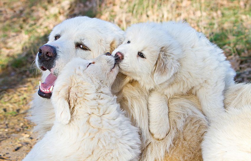 Мама собака с щенками